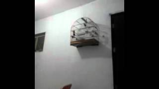 PARDO CFM 014