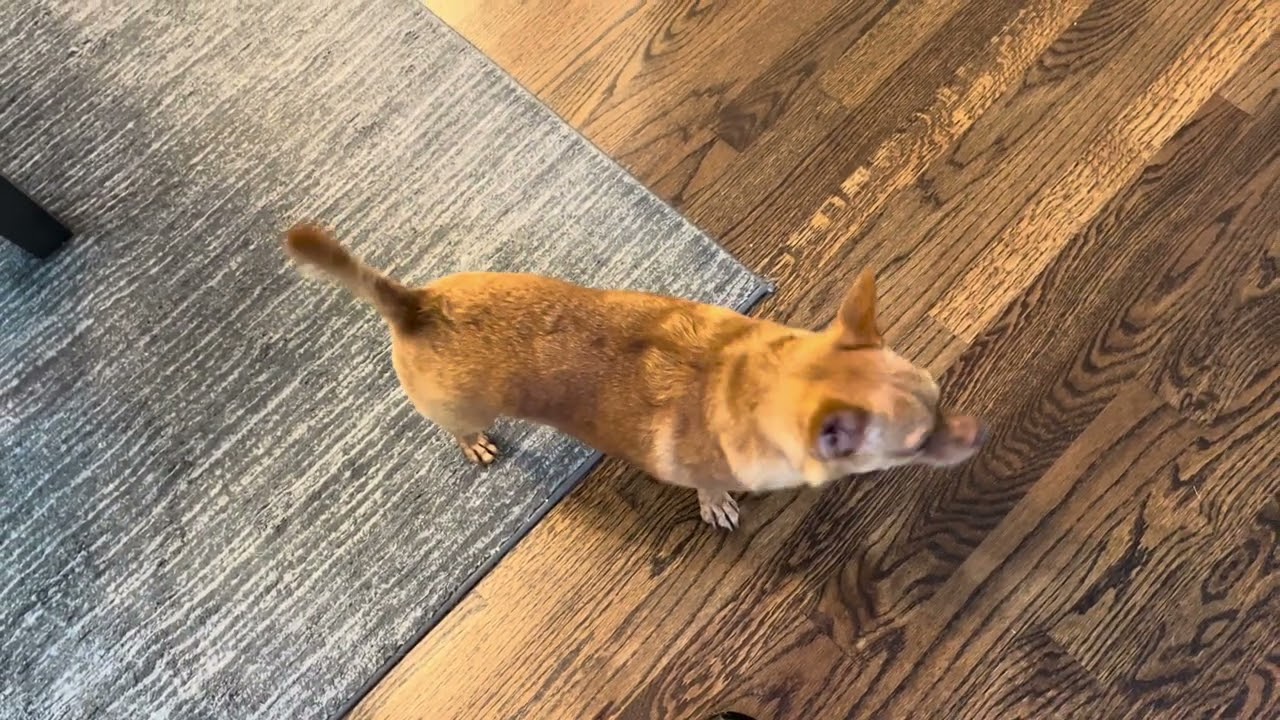 Enlarge Pippin, a Adoptable mixed breed in Sudbury, MA video 3/3