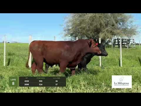 LOTE 8