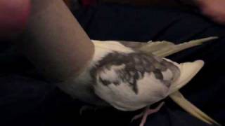 Little Chicken alias Darth Vader gets his helmet