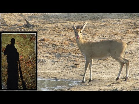 Grey Duiker Drinking