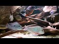 aquarius@work hat ein neues Video zu seinem Beispiel Amazonas - Uferbiotop hochgeladen.
