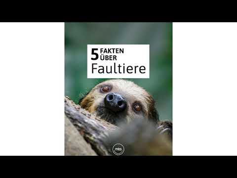 5 Fakten über Faultiere