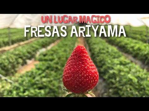 Ariyama
