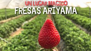 Visitamos un lugar MÁGICO en la ciudad de CONSTANZA | FRESAS ARIYAMA 🍓🍓