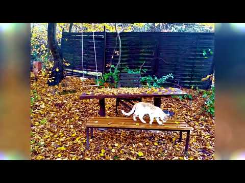 Szulinio - dębowy stół (prod.  Que)