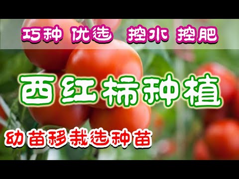 , title : '西红柿种植 - 番茄种植 | 盆栽西红柿 | 阳台种番茄 | 幼苗移栽 | 什么是徒长 | 如何选种苗'
