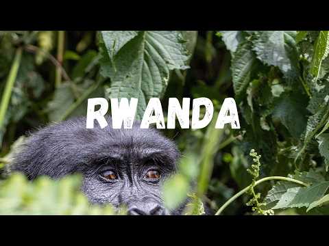 Don’t Go Gorilla Trekking in Rwanda… It’s Dangerous (They Said)
