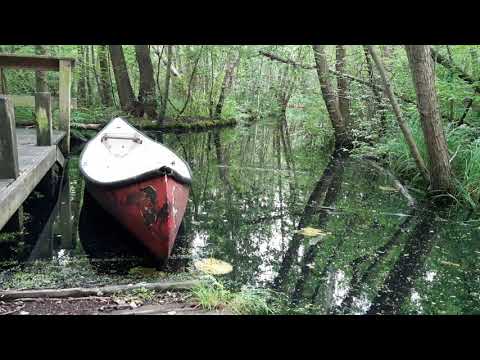 Relaxing Nature: An abandoned Canoe and wonderful bird song ❤️🙏