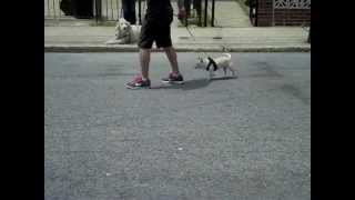 Desensitization Dog Training On-Leash Aggitation