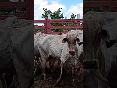 Feira do Gado de Lagoa de Pedras RN