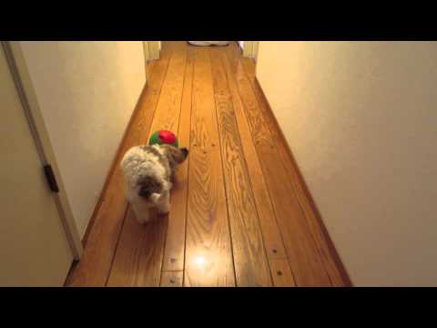 Boomer Loves his Foobler