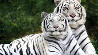 'You Don't Know Me' by BlackBartOhio (Mickey Gilley cover)