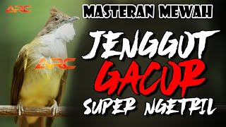Download lagu CUCAK JENGGOT GACOR MBESET NGETRIL SUPER MEWAH mp3 Download lagu CUCAK JENGGOT GACOR MBESET NGETRIL SUPER MEWAH mp3