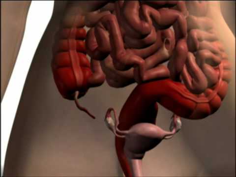 Diät für hypertensive Tabelle 10 I Fett und Bluthochdruck