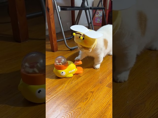 Vídeo relacionado con Dusan Pet Store Interactive Dog Treat Ball Set (5 unidades) - Rojo y verde 5 cm, naranja 6 cm + 7 cm, azul 7 cm