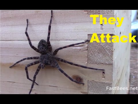 Bee Colony Fights Fishing Spider Brutally, Ruthlessly