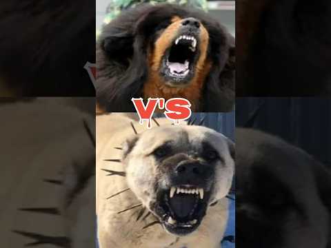 #Tibetan #mastiff #vs #kangal #dog #vs #alabai #vs #rottweiler #please #subscribe 🥺