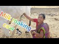 Viral Milk Making Deshi Cow Vlog
