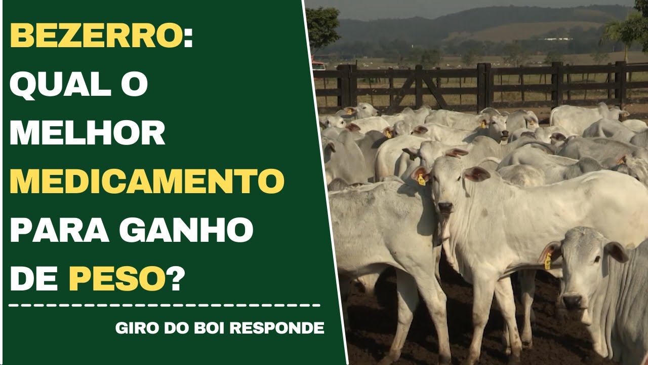 BEZERRO: QUAL O MELHOR MEDICAMENTO PARA GANHO DE PESO?