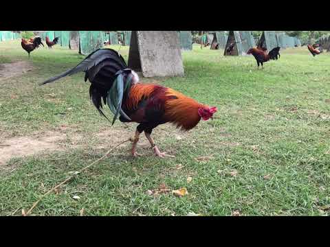 226 Sweater Livestrong Farms