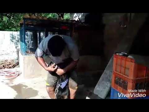 How can medcined by the rotwiller dog in gangolli