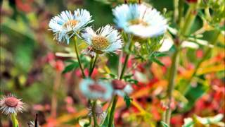 Emmylon Harris and Rodney Crowell - &quot;No Memories...&quot;