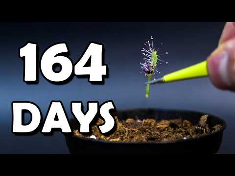 DAY 47: How I Raised a Baby Sundew into a Bug Assassin (Time-Lapse)