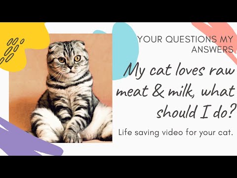 How to Avoid Feeding Raw Food and Milk to my cat ? Can I Feed my Cat Milk?