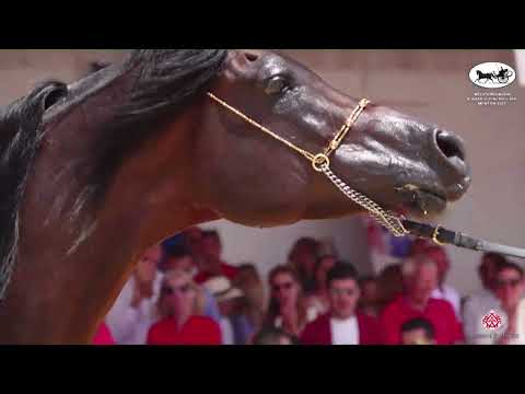 N 123 FORBES KA   Mediterranean and Arab Countries AHC   Menton 2022   Stallions 8+ Years Old Class