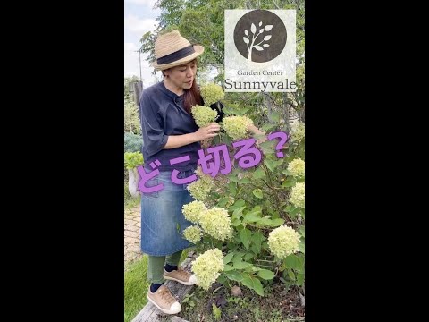 冬の間ディプラデニアを維持するにはどうすればよいですか？手入れのためにいつ持ち込むのですか？  庭園