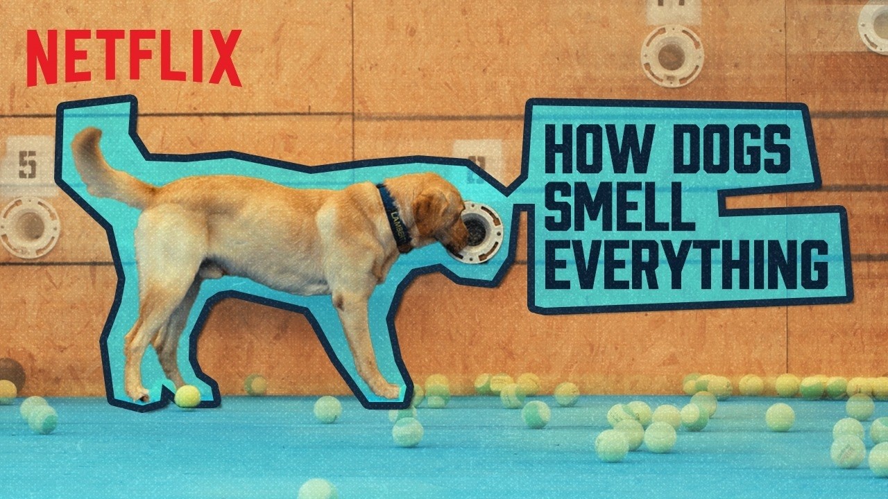 ⁠The SUPERPOWER Of Dogs 😮🐶 EXPLAINED in Hindi | Inside the Mind of a Dog | Netflix India