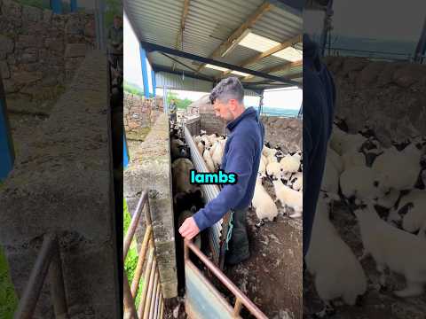 When Lambs Start Life Alone 😱