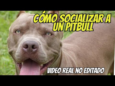 ¿Cómo Socializar a un Perro Pitbull Adulto? Gran Danés, Pitbull, Boxer, Border Collie.