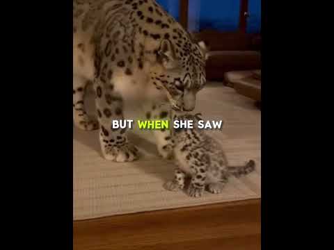 He Saved a Snow Leopard Cub… And She Never Forgot ❄️🐆