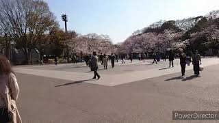番外編【サクラ満開】コロナウイルス最中、上野公園にて満開のサクラをリポート