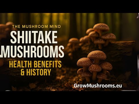 Shiitake Mushrooms: Proven Health Benefits + How to Grow Your Own at Home Podcast #2