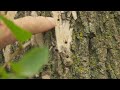 1 Of 5 Trees In Twin Cities At Risk For Emerald Ash Borer