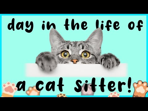 Day in the life of a Cat Sitter: cat sitting a Norwegian Forest cat