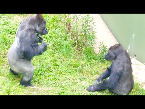 Gorilla father and son play that drives people crazy｜Shabani Group