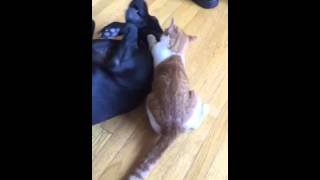 Extreme bathing with Biscuit & Bojangles