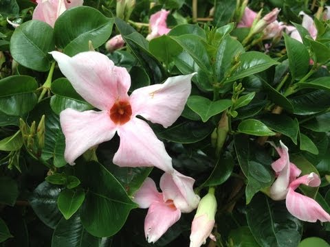 download lagu mp3 mp4 Dipladenia Cream Pink, download lagu Dipladenia Cream Pink gratis, unduh video klip Dipladenia Cream Pink