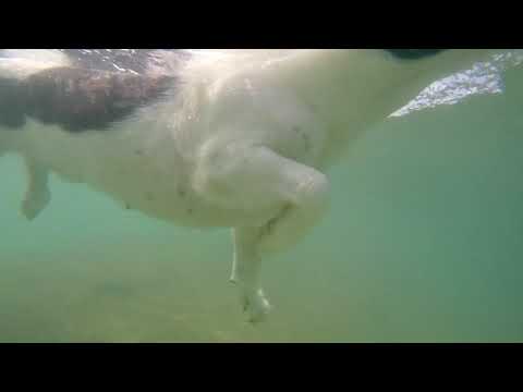 Rare view of dog swimming under water #dogs #swimming swimm
