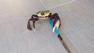 Viral Video UK: Gangster crab!