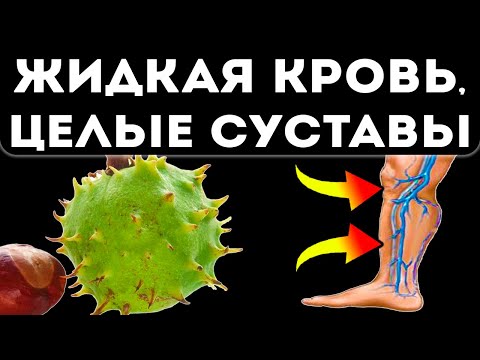 Конский каштан — конское здоровье! Вот какими станут сосуды и суставы всего после…