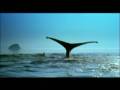 Vangelis - Antarctic Echoes 
