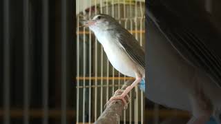 Download lagu suara masteran ciblek sawah mp3