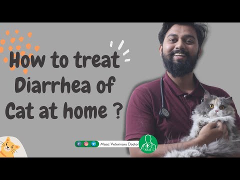 How to Treat Diarrhea in Cats ? | Feline Diarrhea