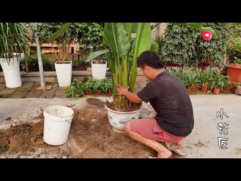 長得像鳥的花