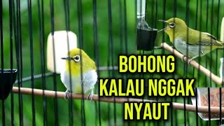 Download lagu Pleci gacor ngalasđŸ”¥Pancingan pleci malas bunyi mp3 Download lagu Pleci gacor ngalasđŸ”¥Pancingan pleci malas bunyi mp3